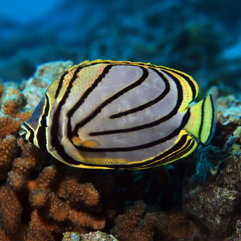 Meyrai Butterflyfish