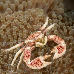 Anemone Crab