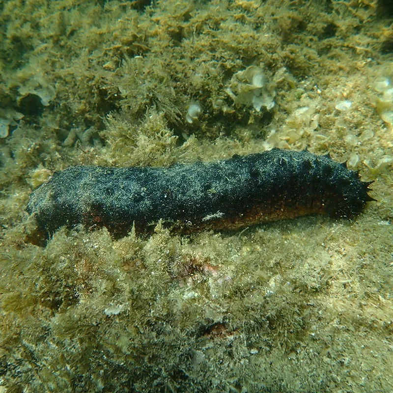 Sea Cucumber Sea Cucumber