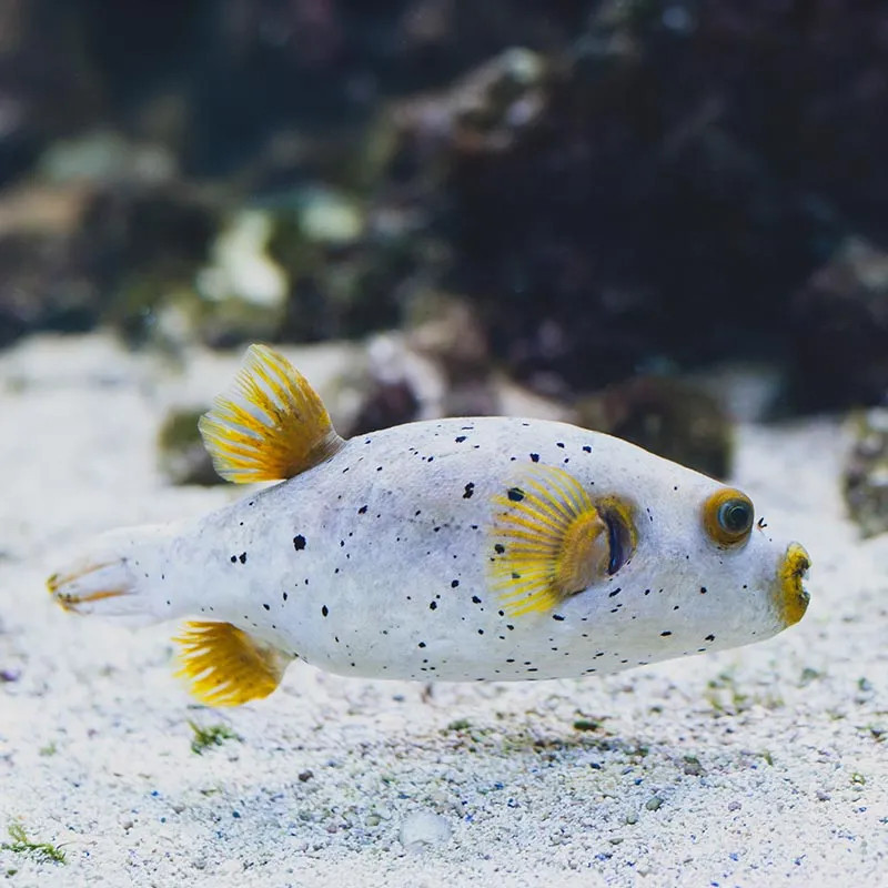 Grey Dog Face Pufferfish