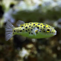 Green Pufferfish