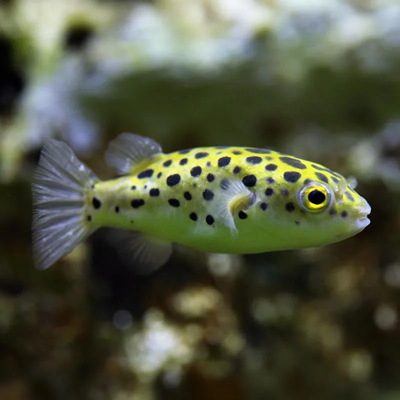 Green Pufferfish