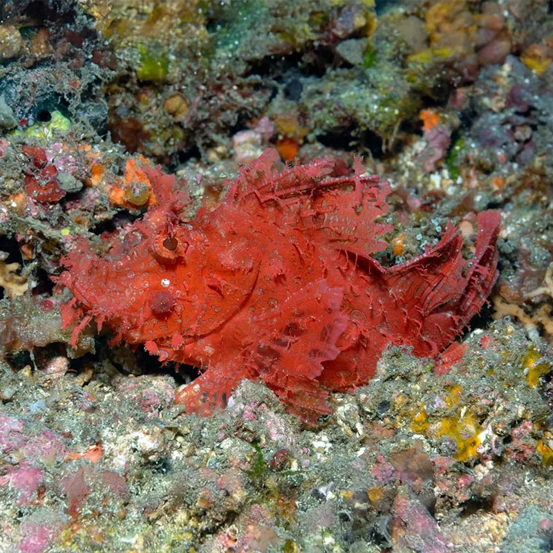 Weedy Scorpionfish