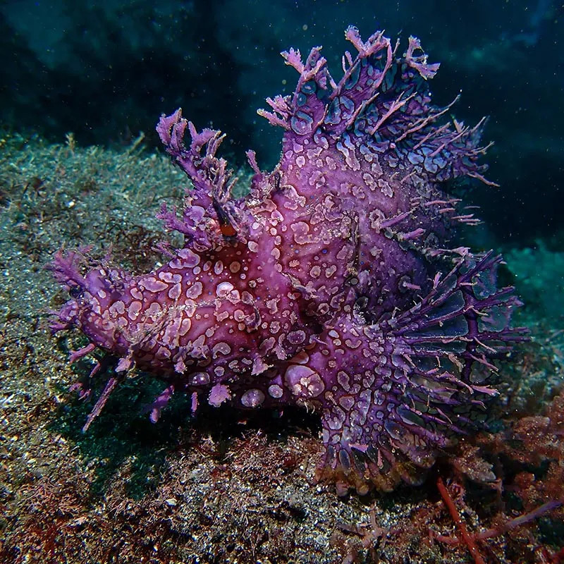 Weedy Scorpionfish Purple