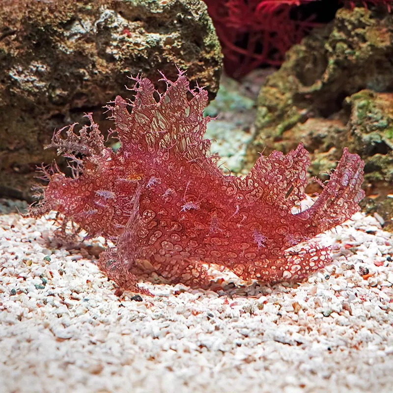 Weedy Scorpionfish Red