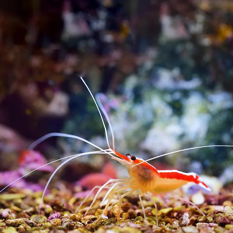 Cleaner Shrimp