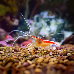 Cleaner Shrimp