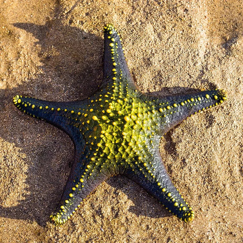 Green Starfish