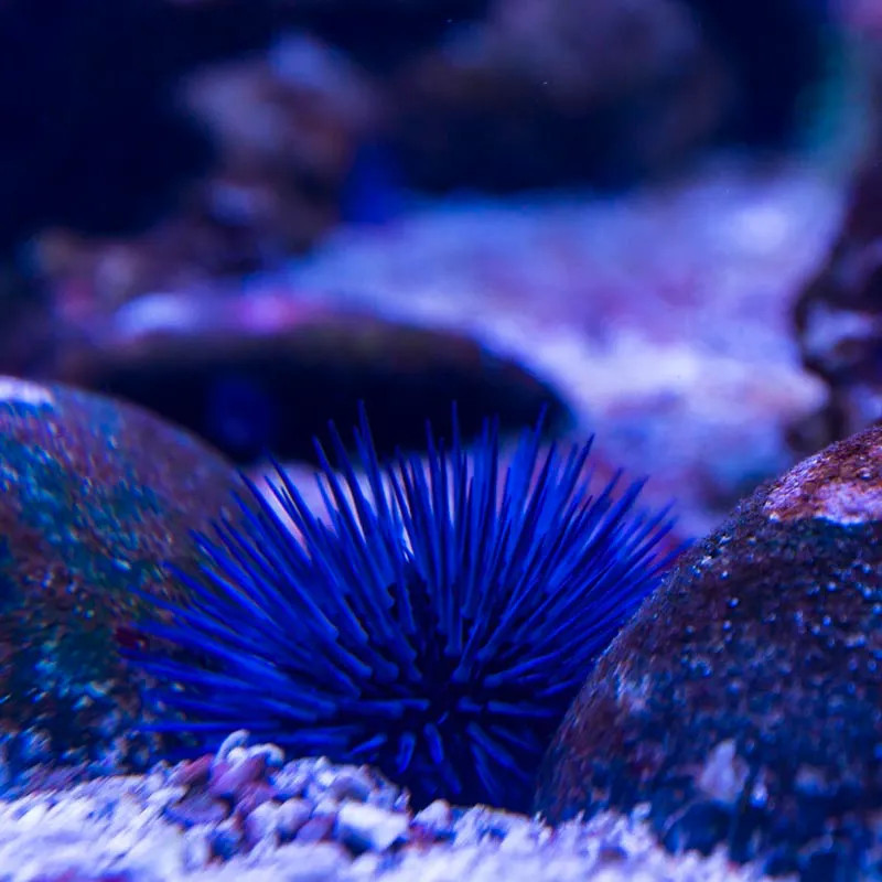 Blue Sea Urchin M