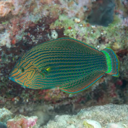 Dusky Wrasse