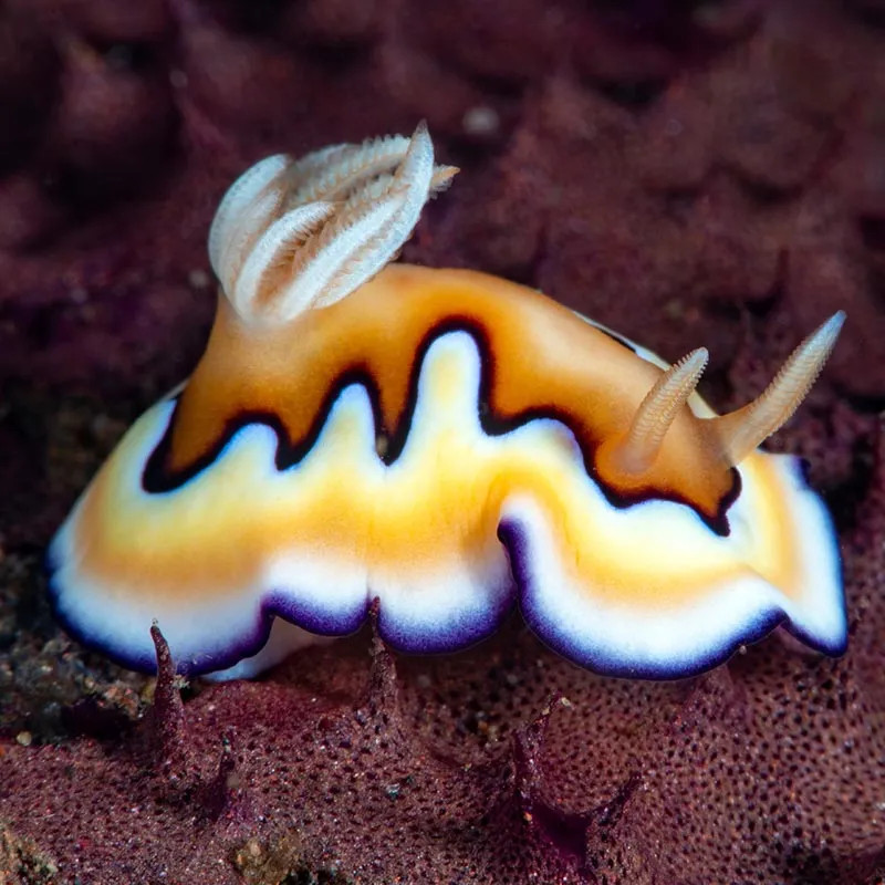 Sea Slug