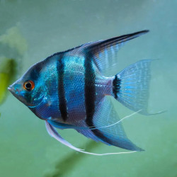 Blue Angelfish
