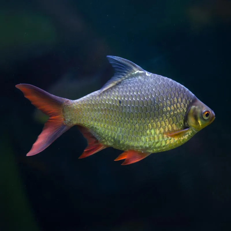 Tinfoil Red Tail Barb