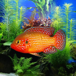 Red Jewel Cichlid