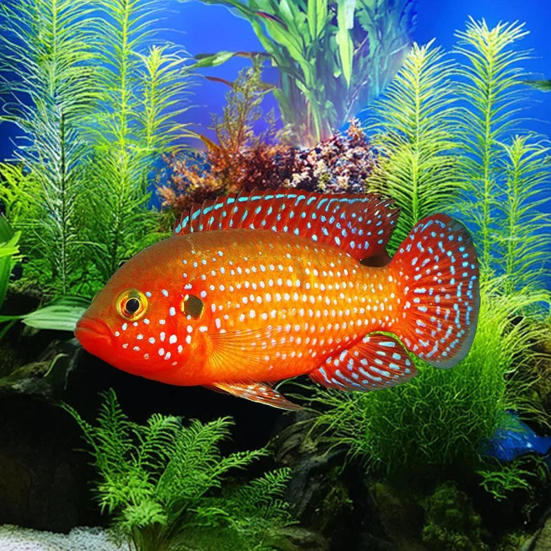 Red Jewel Cichlid