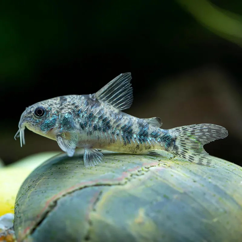 Peppered Cory Cat