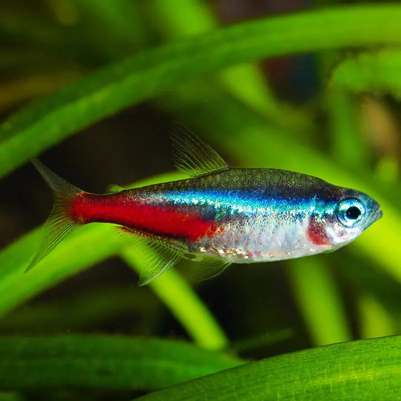 Neon Tetra