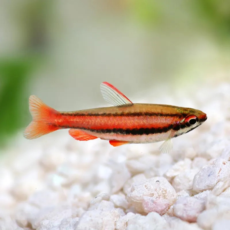 Golden Pencil Tetra