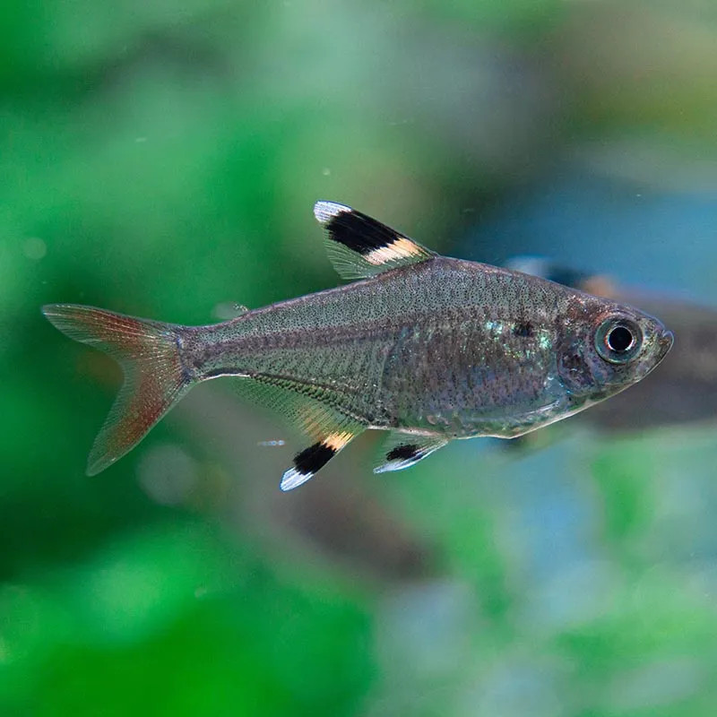 Xray Tetra