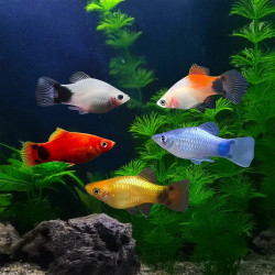 Assorted  Mickey Mouse Platy