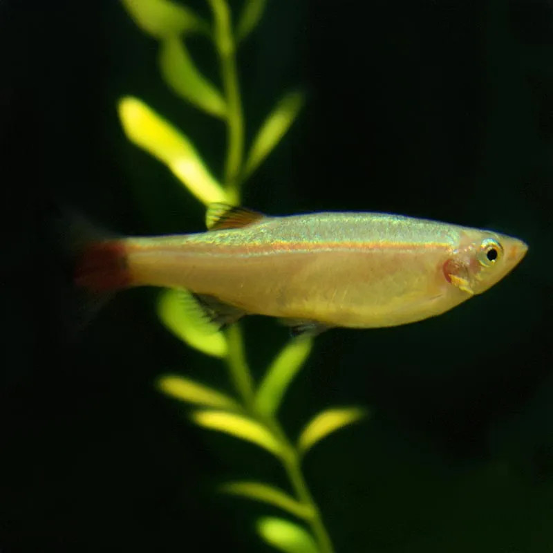 White Cloud Minnow - Gold