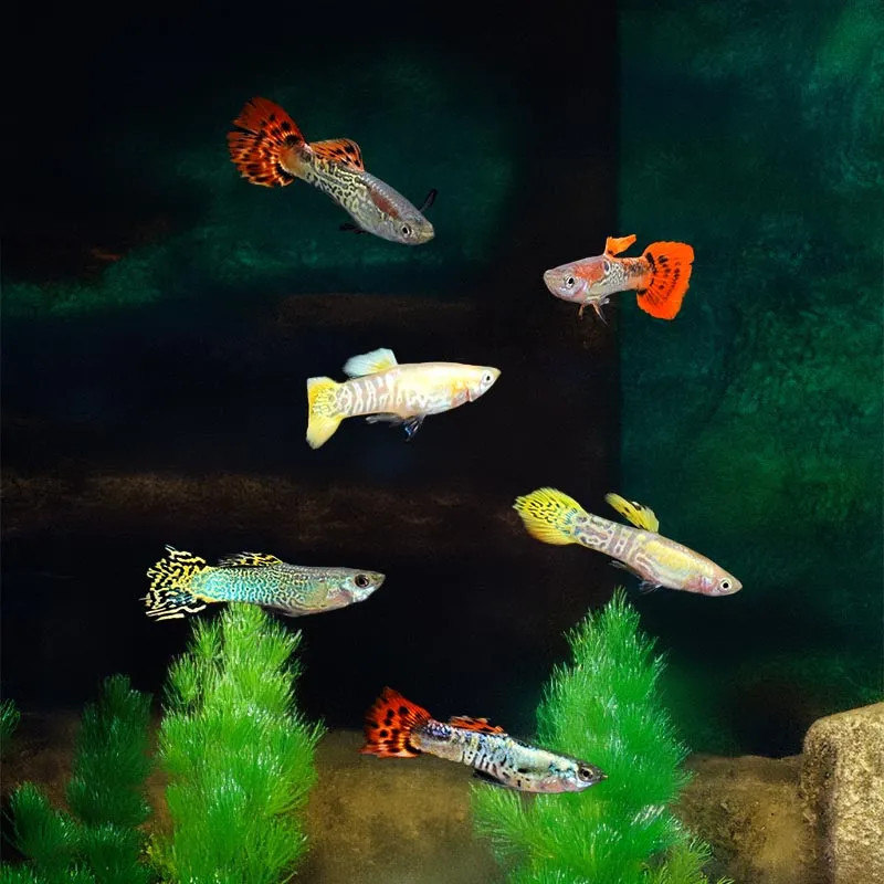 Male Assorted Guppy