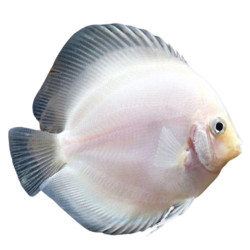 Snow White Discus