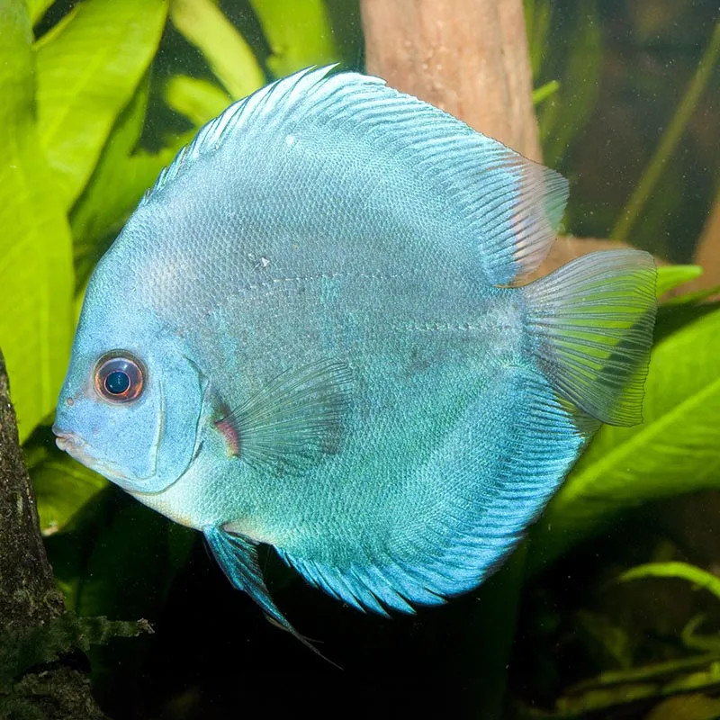 Blue Diamond Discus