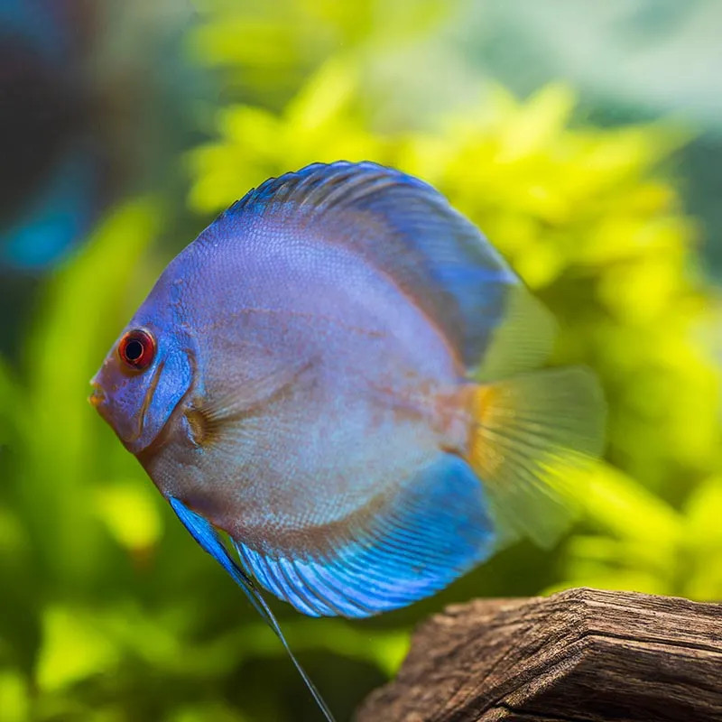 Cobalt Blue Discus