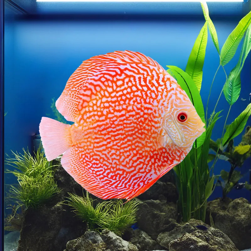 Red And White Discus