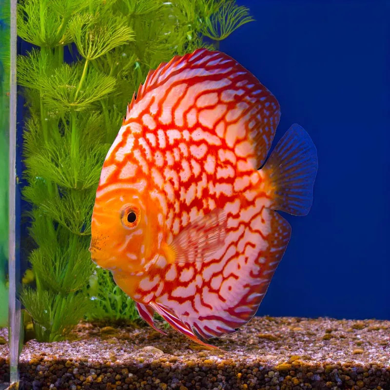 Red Checkerboard Discus