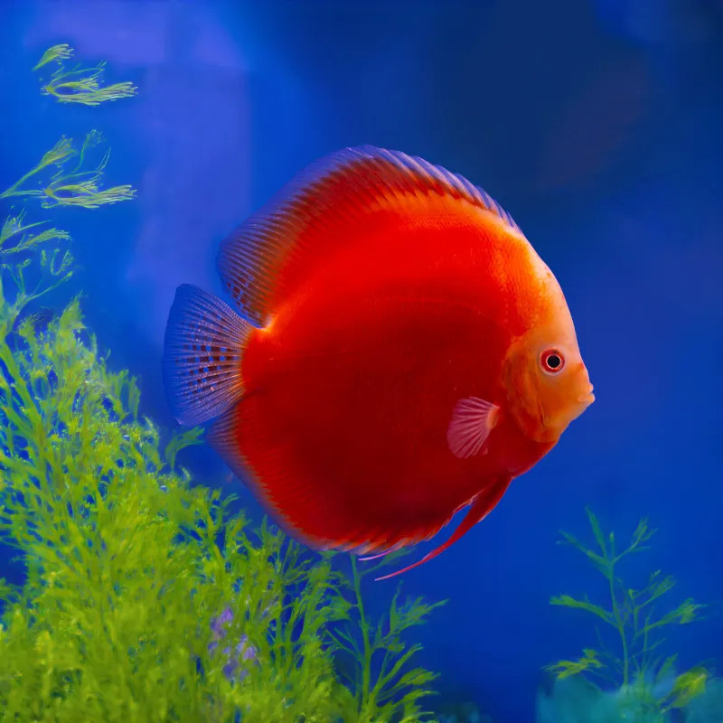 Red Melon Discus