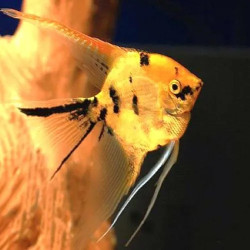 Golden Marble Vail Tail Angelfish
