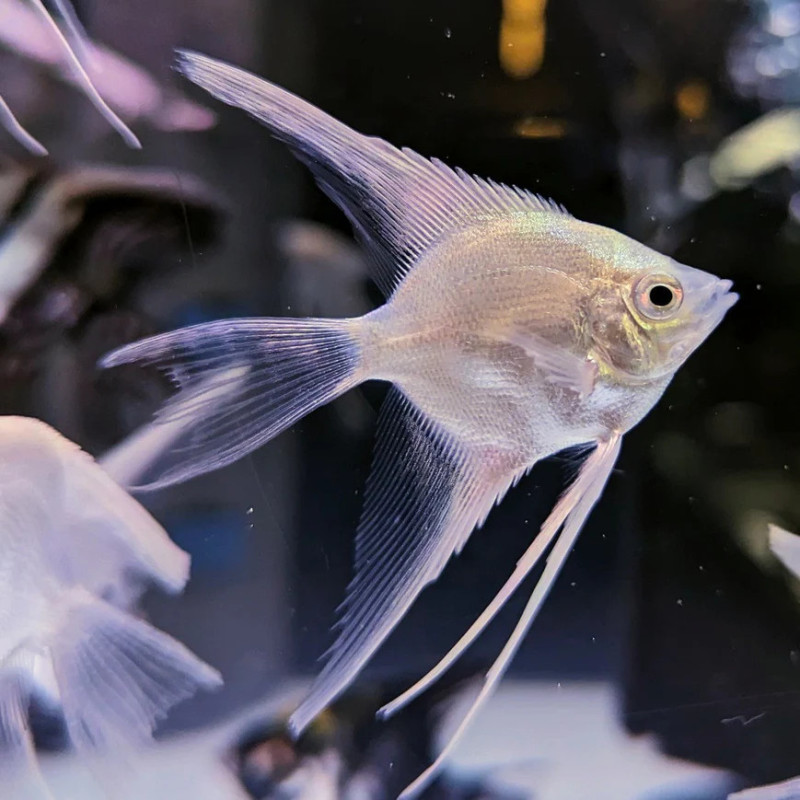 Platinum Vail Tail Angelfish