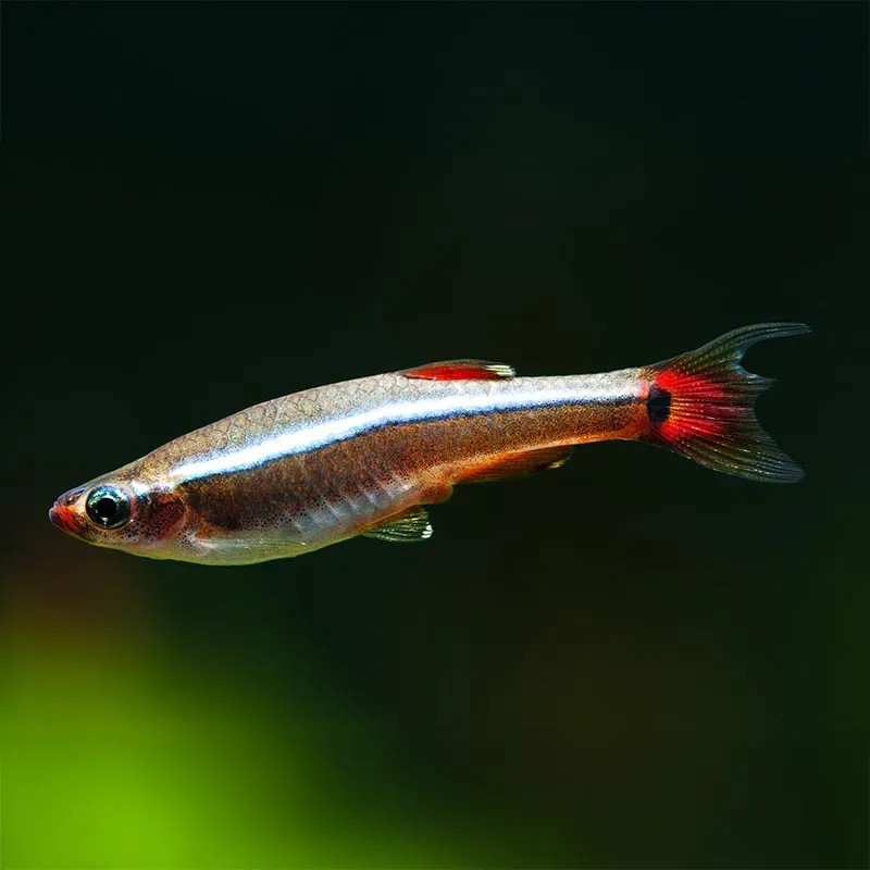 Crimson Cloud Minnow