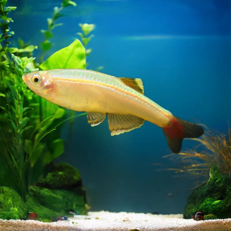 Feeder White Cloud Minnow  - Gold