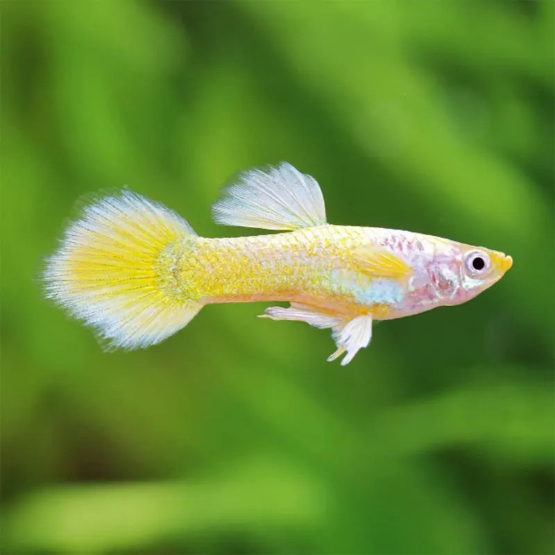 German Yellow Guppy