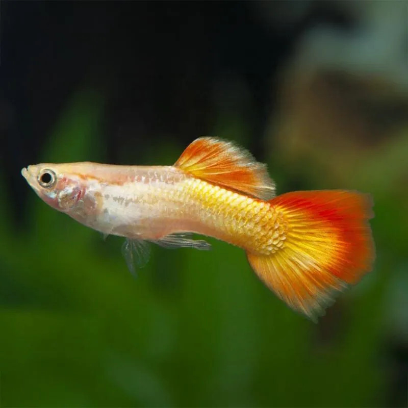 Sunset Blonde Guppy