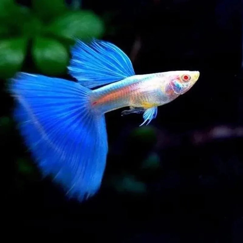 Albino Blue Topaz Guppy