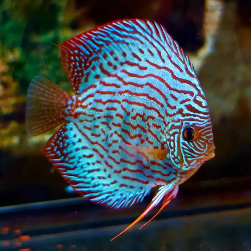 Blue Turquoise Discus