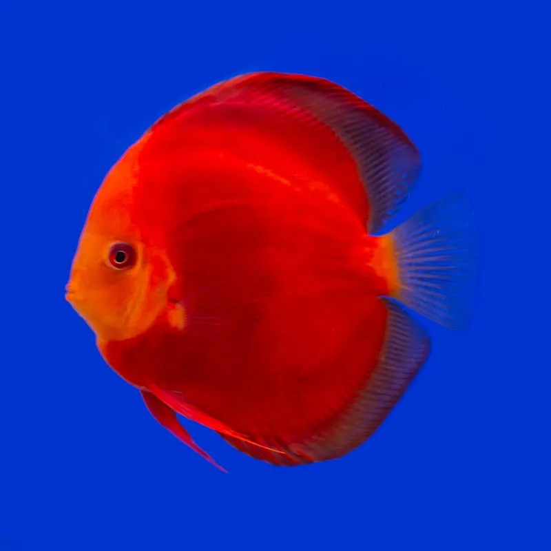 Red Cover Discus