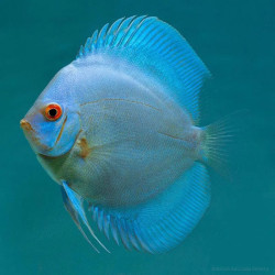 Powder Blue Discus
