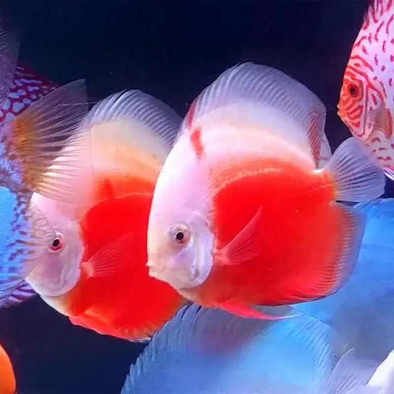 Red Valentine Discus