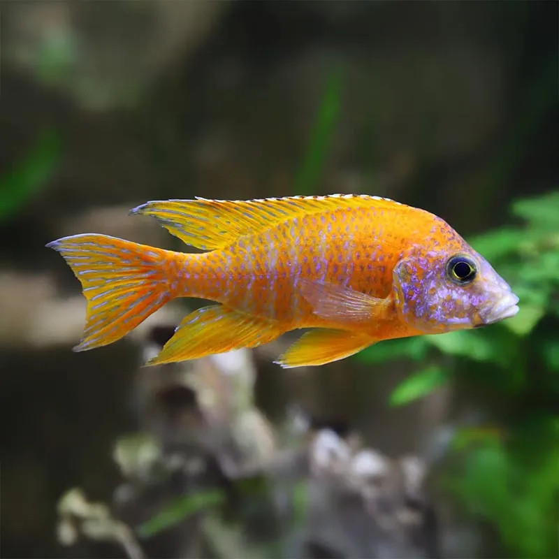 Orange Peacock Cichlid