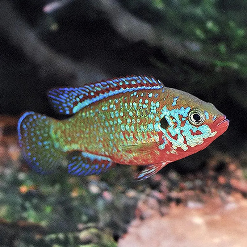 Green Jewell Cichlid