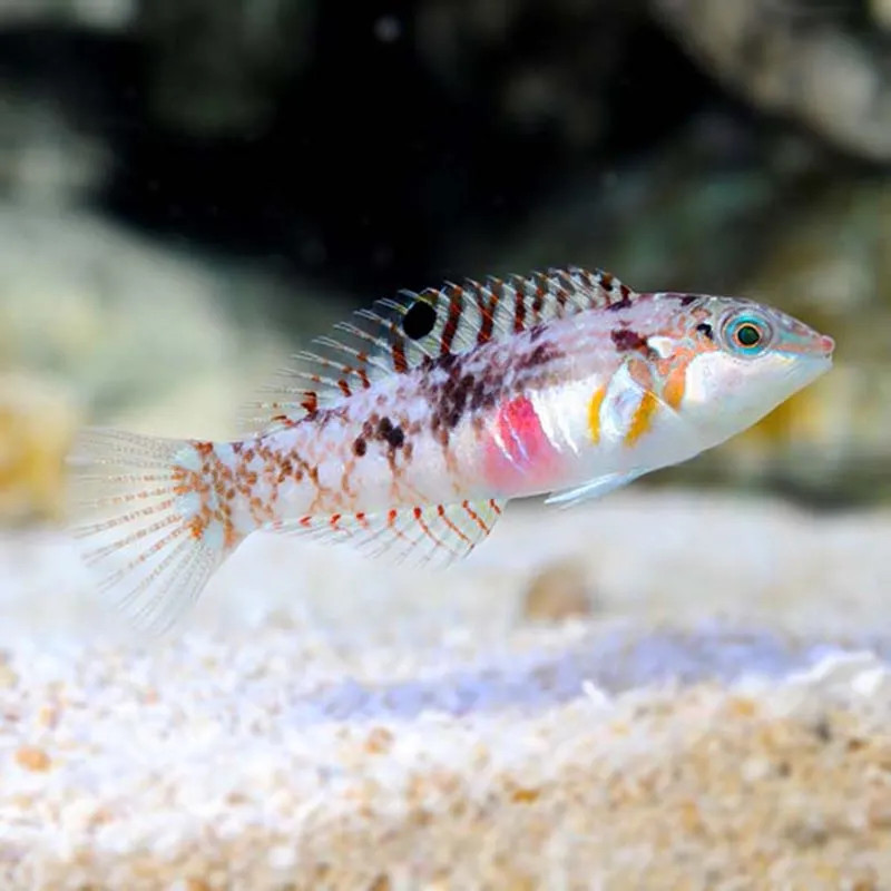 Nebulous Wrasse Halichoeres