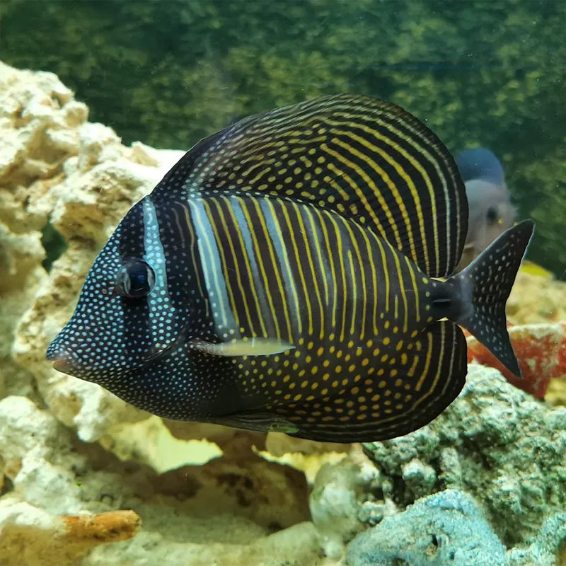 Sailfin Tang Desjardini