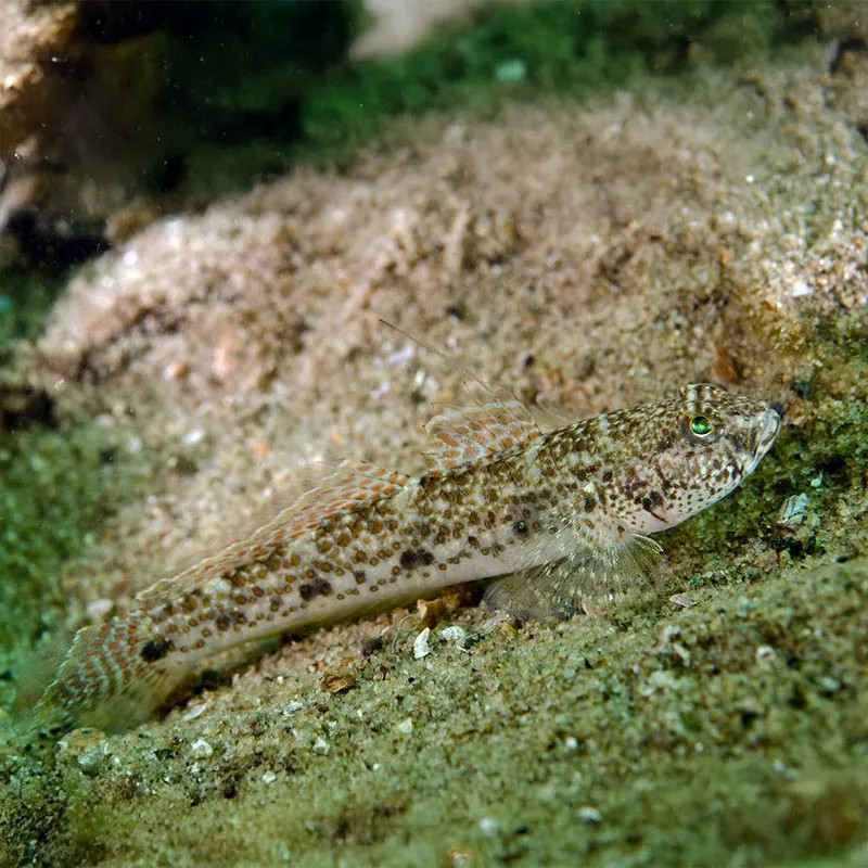 White Sand Goby