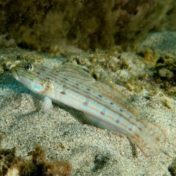 Viva Goby