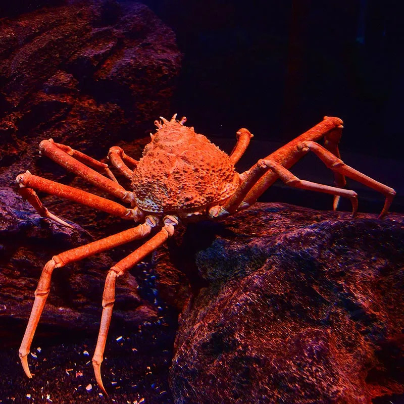 Red Spider Crab